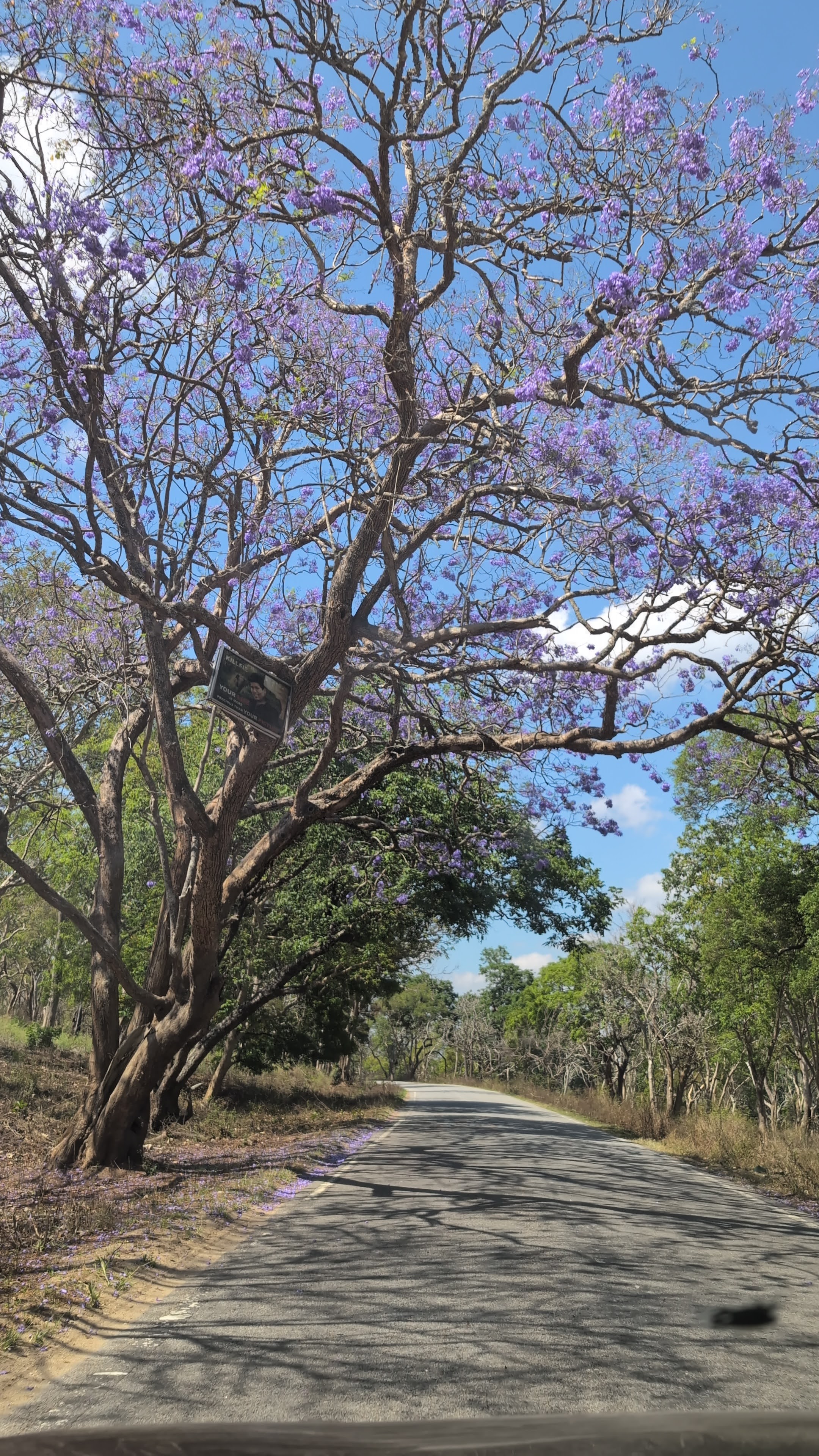 Beautiful forest roads through Mudumalai